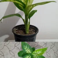 گل طبیعی دیفن باخیا|گل و گیاه طبیعی|نقده, |دیوار