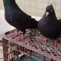 زاغ چش نوک سفید