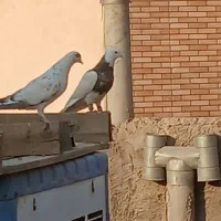 طوقی هفت رنگ|پرنده|شاهینشهر, گزبرخوار|دیوار