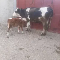 گاو گوساله|حیوانات مزرعه|مرودشت, رامجرد یک|دیوار