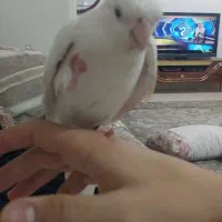 عروس هلندی آلبینو|پرنده|چهاردانگه (تهران), |دیوار