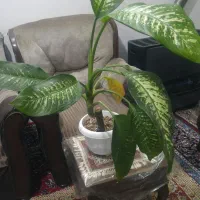 قلمه گیاه دیفن باخیا