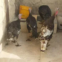 بوقلمون|حیوانات مزرعه|باقرشهر, |دیوار