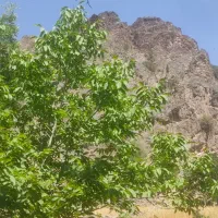 زمین-نرجس-شمالی