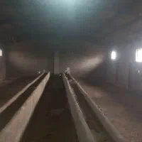 گاوداری ۱۵۰ راسی