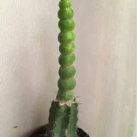 کاکتوس اولکنیا طبقاتی