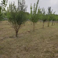 باغچه 1000متر با برق و دیوارکشی جاده طلاتپه|فروش زمین و ملک کلنگی|ارومیه, |دیوار