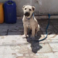 123|سگ|سیرجان, |دیوار