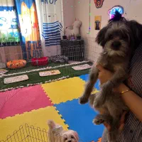 پانسیون سگ|خدمات پیشه و مهارت|تهران, جمال‌زاده|دیوار