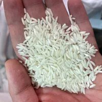 برنج شیرودی