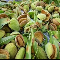 نیروی خانم جهت جداسازی بادام از پوست