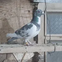 کفتر پلاک عراق.