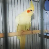 عروس هلندی|پرنده|نسیمشهر, |دیوار