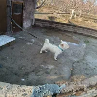 واگذاری پاکوتاه روباهی