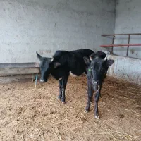 دوتا گوساله ماده|حیوانات مزرعه|گمیشان, |دیوار