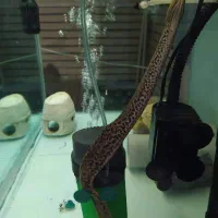 تایگر مورای یا تایگر ایل|ماهی|تهران, قبا|دیوار