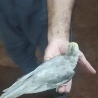 عروس هلندی  نر|پرنده|خان ببین, |دیوار