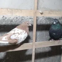 کفتر سرور  نوک ریز ۴۰ سانتی|پرنده|کرج, عظیمیه|دیوار