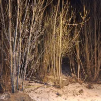 فروش درخت صنوبر