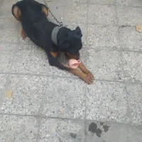 سگ دوبرمن|سگ|سیرجان, |دیوار