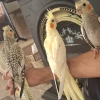 فروش جوجه عروس هلندی دستی|پرنده|لامرد, |دیوار