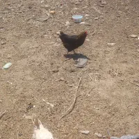 مرغ و نیمچه