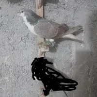 کفتر صید پرشی