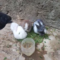 خرگوش لوپی زیبا|موش و خرگوش|زاهدان, |دیوار