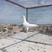کفتر