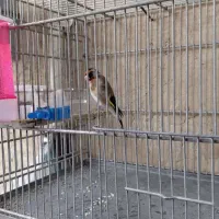 فروش سهره نر