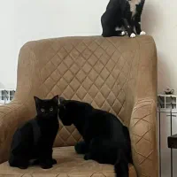 واگذاری رایگان گربه فقط به خانواده مورد تایید