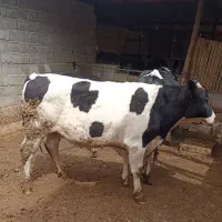 گوساله نر