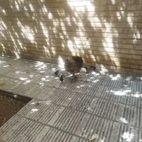 دومرغ کرک با جوجه