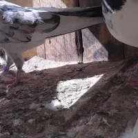 کفترتیدی اصلی|پرنده|قم, الوندیه و گذر صادق|دیوار