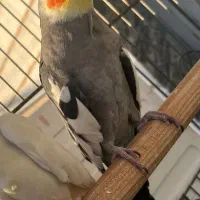 عروس هلندی گم شده