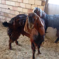 بز نر پربار وسنگین وزن صحیح وسلامت|حیوانات مزرعه|قلعه گنج, |دیوار