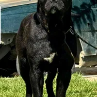 سگ کن کورسو اصیل|سگ|بوکان, |دیوار