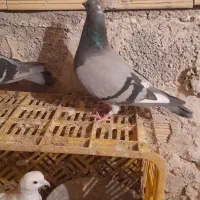 کفتر مسافتی ماده