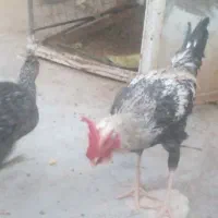 مرغ و یه خروس لاری