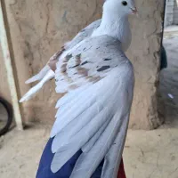 دوکت پلنگ|حیوانات|دزفول, |دیوار