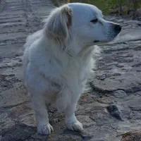 واگذاری سگ پاکوتاه