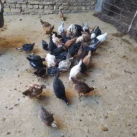 جوجه مرغ واکسن زده سرحال|حیوانات مزرعه|رشتخوار, |دیوار