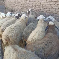 تعداد 18رس میش آبستن اکسرن مایه کردن|حیوانات مزرعه|جوین, |دیوار