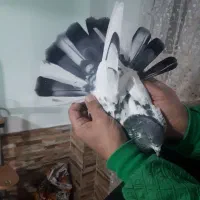 کفتر|پرنده|تهران, فلاح|دیوار