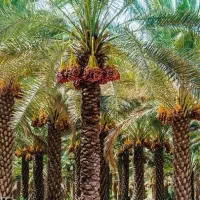 خرما استعمران