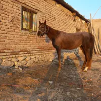 مادیان سواری دار|اسب و تجهیزات اسب‌سواری|بناب, |دیوار