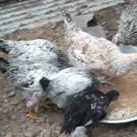 فروش تعدادی قوغاز و نیمچه مرغ و خروس|حیوانات مزرعه|سنگر, |دیوار