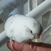 مرغ عشق دستی|پرنده|مشهد, هفده شهریور|دیوار