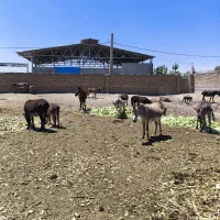 شیر الاغ|خوردنی و آشامیدنی|محمدشهر, ولدآباد|دیوار