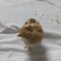 تخم مرغ رسمی